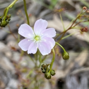 Drosera auriculata at Denman Prospect, ACT - 24 Sep 2021 11:51 AM