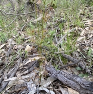 Drosera auriculata at Denman Prospect, ACT - 24 Sep 2021 11:51 AM