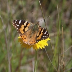 Vanessa kershawi (Australian Painted Lady) at Glenroy, NSW - 27 Sep 2021 by KylieWaldon