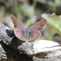 Erina hyacinthina at Bruce, ACT - 27 Sep 2021 12:19 PM