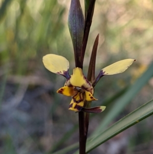 Diuris pardina at Currawang, NSW - suppressed