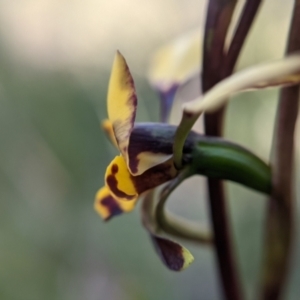 Diuris pardina at Currawang, NSW - suppressed