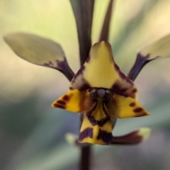 Diuris pardina at Currawang, NSW - suppressed