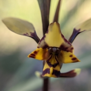 Diuris pardina at Currawang, NSW - suppressed