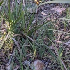 Diuris pardina at Currawang, NSW - suppressed