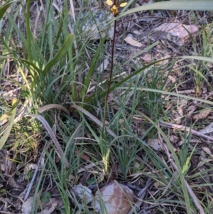 Diuris pardina at Currawang, NSW - suppressed