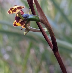 Diuris pardina at Currawang, NSW - suppressed