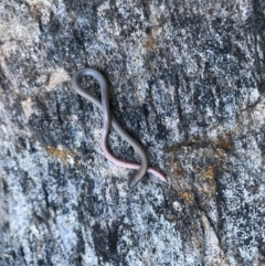 Aprasia parapulchella (Pink-tailed Worm-lizard) at Glenroy, NSW - 26 Sep 2021 by davidgregsmith