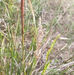 Lepidosperma laterale (Variable Sword Sedge) at Albury, NSW - 24 Sep 2021 by ClaireSee