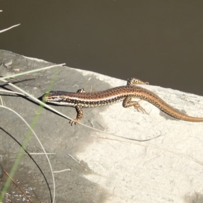 Eulamprus heatwolei (Yellow-bellied Water Skink) at Stony Creek - 22 Mar 2020 by Amata