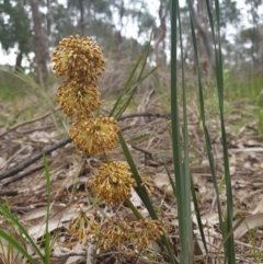 Lomandra multiflora (Many-flowered Matrush) at Albury, NSW - 24 Sep 2021 by ClaireSee