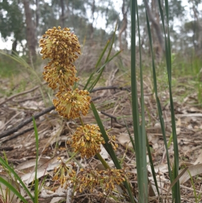 Lomandra multiflora (Many-flowered Matrush) at Albury, NSW - 24 Sep 2021 by ClaireSee