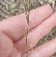 Aristida ramosa (Purple Wire Grass) at Albury, NSW - 24 Sep 2021 by ClaireSee