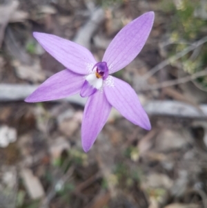 Glossodia major at Karabar, NSW - suppressed