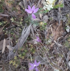 Glossodia major at Karabar, NSW - suppressed