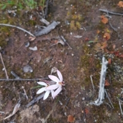 Glossodia major at Karabar, NSW - 25 Sep 2021