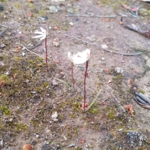 Glossodia major at Karabar, NSW - suppressed