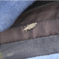 Coryphistes ruricola (Bark-mimicking Grasshopper) at Bruce, ACT - 27 Sep 2021 by AlisonMilton