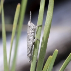 Coryphistes ruricola at Bruce, ACT - 27 Sep 2021