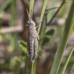 Coryphistes ruricola at Bruce, ACT - 27 Sep 2021