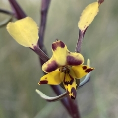 Diuris pardina (Leopard Doubletail) at Mount Ainslie - 26 Sep 2021 by JaneR