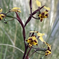 Diuris pardina at Majura, ACT - 26 Sep 2021