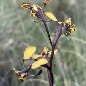 Diuris pardina at Majura, ACT - 26 Sep 2021