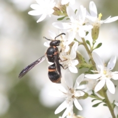 Eumeninae (subfamily) (Unidentified Potter wasp) at Bruce Ridge to Gossan Hill - 27 Sep 2021 by AlisonMilton