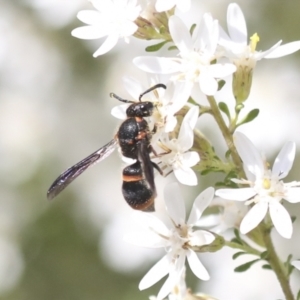 Eumeninae (subfamily) at Bruce, ACT - 27 Sep 2021