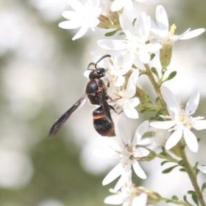 Eumeninae (subfamily) at Bruce, ACT - 27 Sep 2021