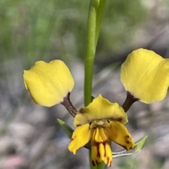 Diuris pardina (Leopard Doubletail) at Campbell, ACT - 26 Sep 2021 by JaneR