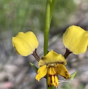 Diuris pardina at Campbell, ACT - suppressed