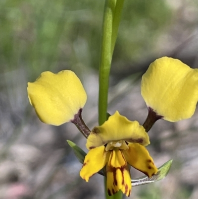 Diuris pardina (Leopard Doubletail) at Campbell, ACT - 26 Sep 2021 by JaneR
