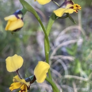 Diuris pardina at Campbell, ACT - suppressed