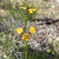 Diuris pardina at Campbell, ACT - suppressed