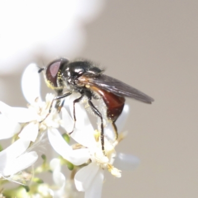 Psilota sp. (genus) (Hover fly) at Bruce Ridge to Gossan Hill - 27 Sep 2021 by AlisonMilton