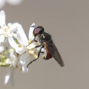 Psilota sp. (genus) at Bruce, ACT - 27 Sep 2021