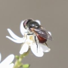 Psilota sp. (genus) at Bruce, ACT - 27 Sep 2021