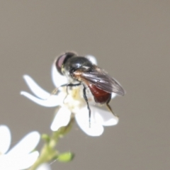 Psilota sp. (genus) at Bruce, ACT - 27 Sep 2021