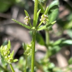 Galium gaudichaudii subsp. gaudichaudii at Majura, ACT - 26 Sep 2021 03:10 PM