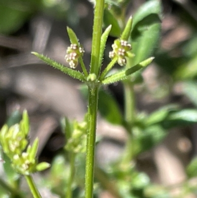 Galium gaudichaudii subsp. gaudichaudii (Rough Bedstraw) at Majura, ACT - 26 Sep 2021 by JaneR