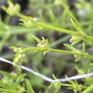 Galium gaudichaudii subsp. gaudichaudii at Majura, ACT - 26 Sep 2021