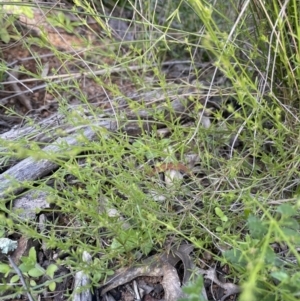 Galium gaudichaudii subsp. gaudichaudii at Majura, ACT - 26 Sep 2021