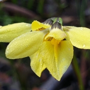 Diuris chryseopsis at Holt, ACT - suppressed