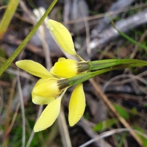 Diuris chryseopsis at Holt, ACT - suppressed