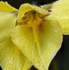 Diuris chryseopsis at Holt, ACT - suppressed