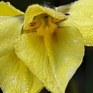 Diuris chryseopsis at Holt, ACT - suppressed