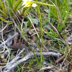 Diuris chryseopsis at Holt, ACT - suppressed