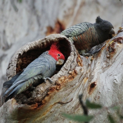 Callocephalon fimbriatum (Gang-gang Cockatoo) at Farrer Ridge - 27 Sep 2021 by regeraghty