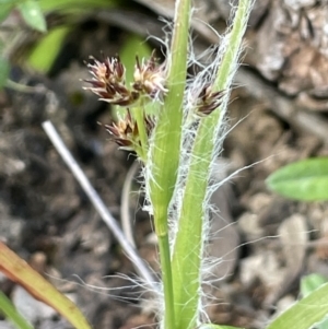 Luzula densiflora at Majura, ACT - 26 Sep 2021 03:08 PM